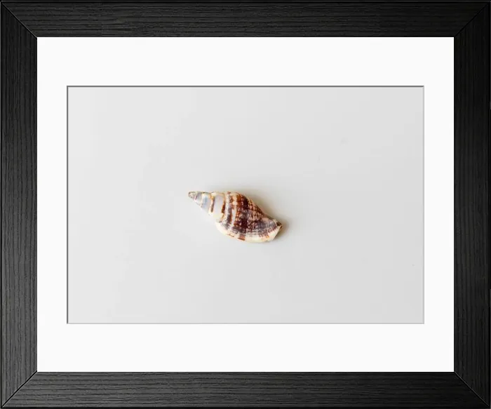 Framed Print : Empty washed up seashell on a white background Framed Print : Empty washed up seashell on a white background