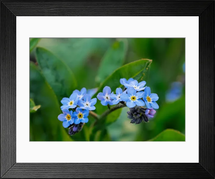 Framed Print : Wood forget-me-not (Myosotis sylvatica) in flower in forest in spring Framed Print : Wood forget-me-not (Myosotis sylvatica) in flower in forest in spring