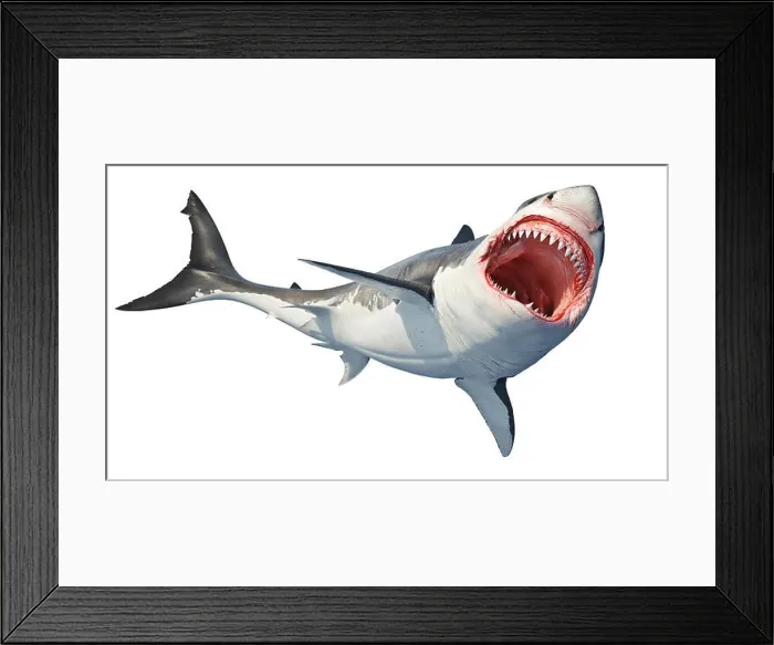 Framed Print : White shark marine predator big open mouth. Isolated background. 3D rendering Framed Print : White shark marine predator big open mouth. Isolated background. 3D rendering