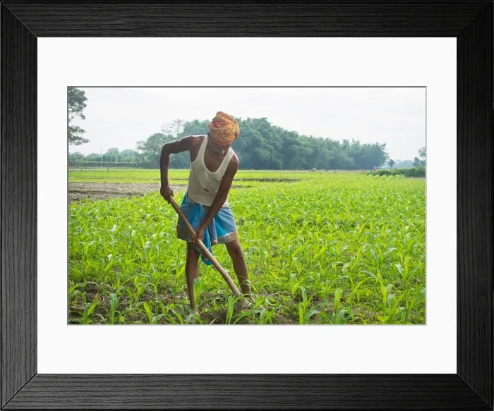 Framed Print : An Indian farmer working in his field. India Framed Print : An Indian farmer working in his field. India