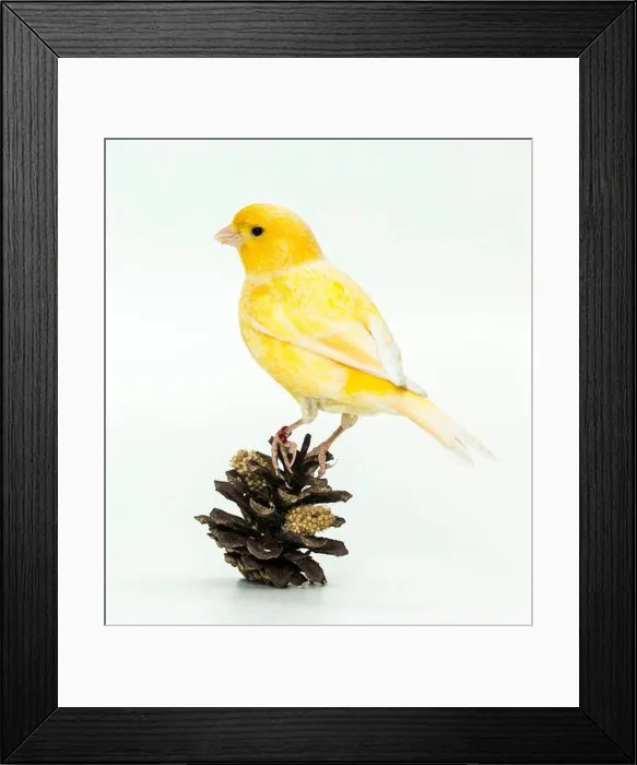 Framed Print : Domestic Canary. Yellow bird on a pine cone peppered with millet spray. Germany Framed Print : Domestic Canary. Yellow bird on a pine cone peppered with millet spray. Germany