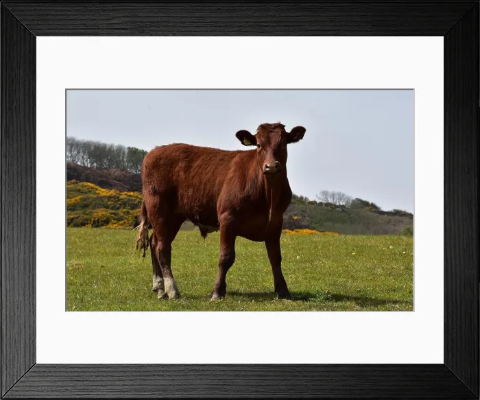 Framed Print : Pasture with a sweet dark brown cow standing still Framed Print : Pasture with a sweet dark brown cow standing still