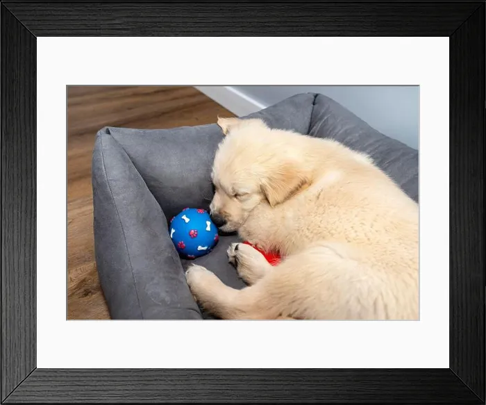 Framed Print : Male golden retriever puppy sleeping in a playpen with a rubber ball on modern vinyl panels in the living room of Framed Print : Male golden retriever puppy sleeping in a playpen with a rubber ball on modern vinyl panels in the living room of