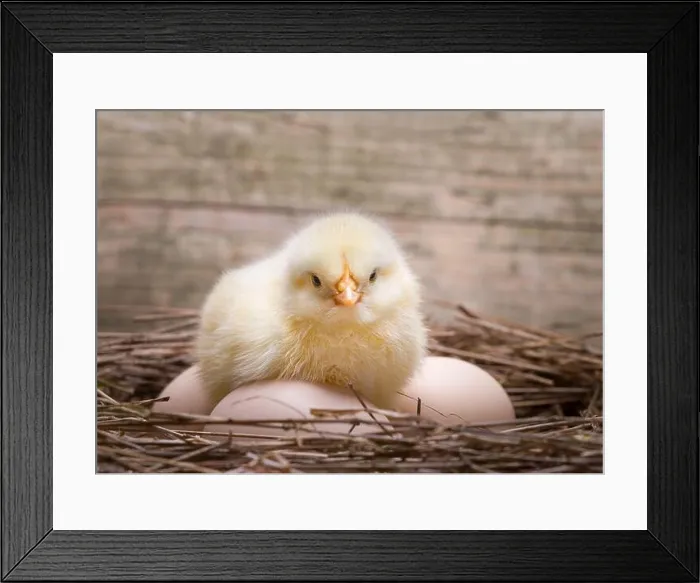 Framed Print : Yellow newborn chick on egg Framed Print : Yellow newborn chick on egg