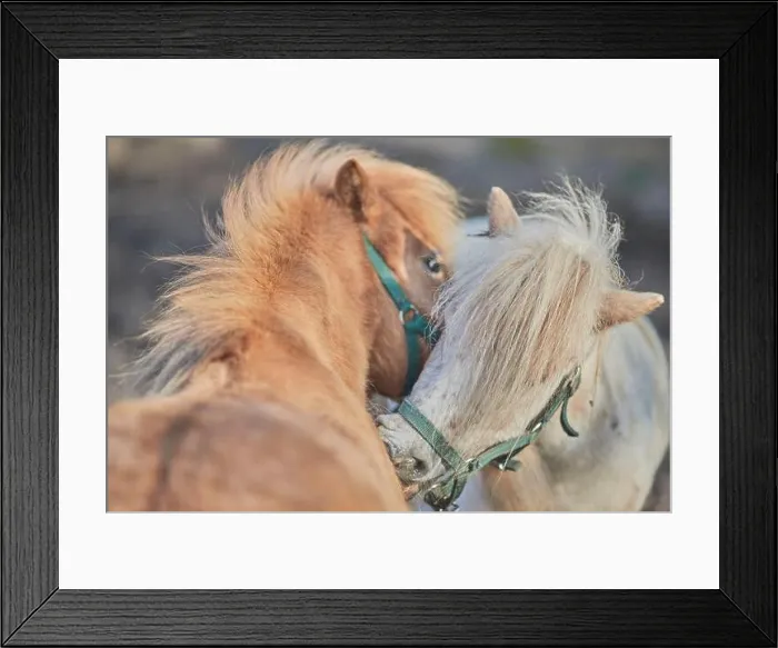 Framed Print : A closeup shot of two horses sniffing each other in the field on a beautiful sunny day with blurred background Framed Print : A closeup shot of two horses sniffing each other in the field on a beautiful sunny day with blurred background