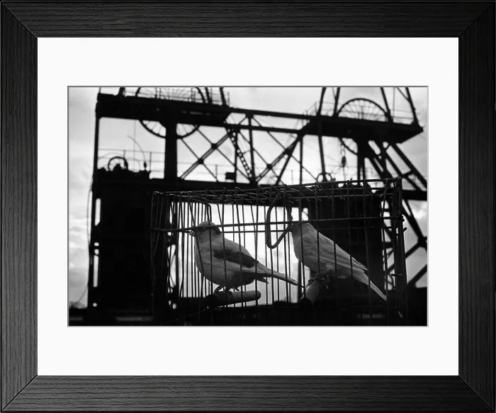 Framed Print : Canaries waiting to underground at Granville Colliery Telford Shropshire England Uk PICTURE BY DAVID BAGNALL Coal miner Framed Print : Canaries waiting to underground at Granville Colliery Telford Shropshire England Uk PICTURE BY DAVID BAGNALL Coal miner