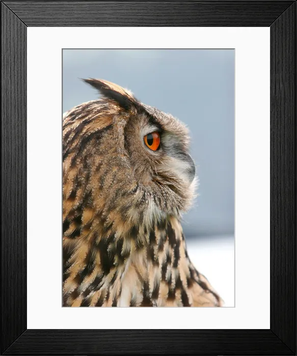 Framed Print : eagle owl Framed Print : eagle owl