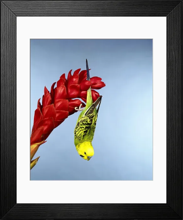 Framed Print : Budgerigar, melopsittacus undulatus, Adult hanging from Flower Framed Print : Budgerigar, melopsittacus undulatus, Adult hanging from Flower
