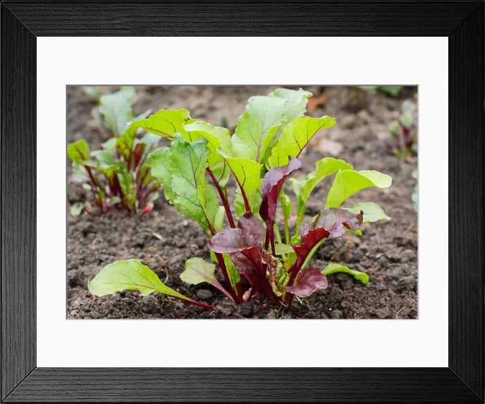 Framed Print : Beta vulgaris Rainbow Mixed'. Young beetroot plants growing in a vegetable plot in summer Framed Print : Beta vulgaris Rainbow Mixed'. Young beetroot plants growing in a vegetable plot in summer