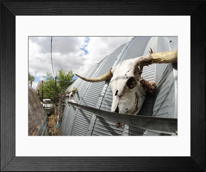 Framed Print : Scottish Highland bull skull left to be bleached by the sun Framed Print : Scottish Highland bull skull left to be bleached by the sun