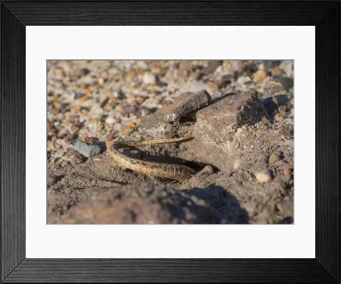 Framed Print : Female sand lizard (Lacerta agilis) excavating an egg-laying burrow in a sandy patch on a Surrey heathland site Framed Print : Female sand lizard (Lacerta agilis) excavating an egg-laying burrow in a sandy patch on a Surrey heathland site