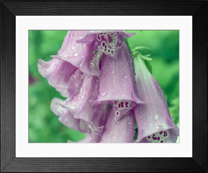 Framed Print : Digitalis purpurea, foxglove, common foxglove, purple foxglove or lady's glove is a species of flowering plant Framed Print : Digitalis purpurea, foxglove, common foxglove, purple foxglove or lady's glove is a species of flowering plant