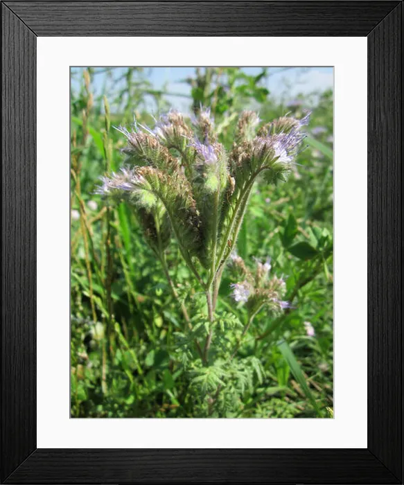 Framed Print : This image shows a scenic view of Hockenheim Framed Print : This image shows a scenic view of Hockenheim