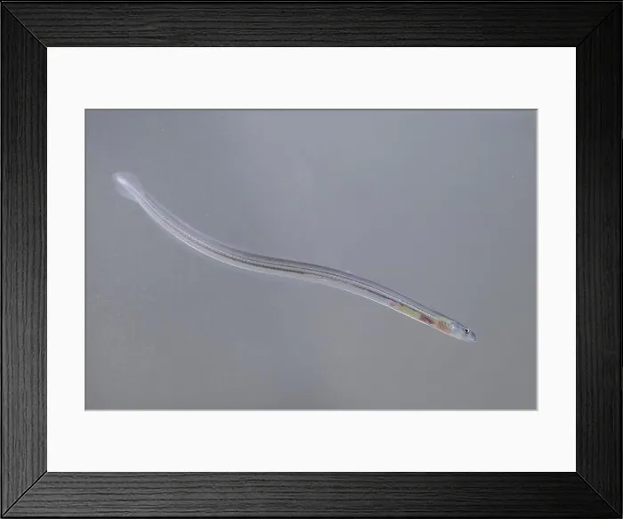 Framed Print : eel, European eel, river eel (Anguilla anguilla), glass eel Framed Print : eel, European eel, river eel (Anguilla anguilla), glass eel