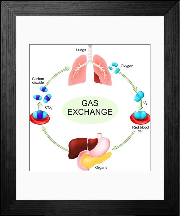 Framed Print : Gas exchange process from oxygen intake in blood flow to carbon dioxide expulsion by lungs Framed Print : Gas exchange process from oxygen intake in blood flow to carbon dioxide expulsion by lungs