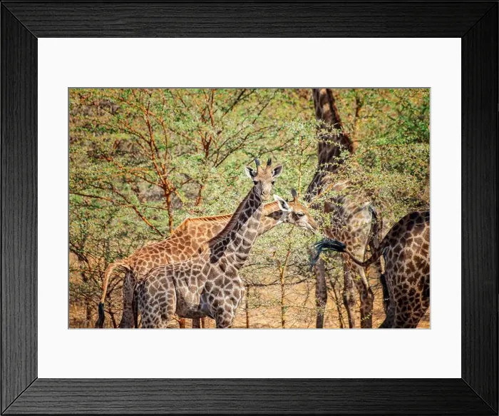 Framed Print : Baby of giraffe, Giraffa camelopardalis reticulata in Bandia reserve Framed Print : Baby of giraffe, Giraffa camelopardalis reticulata in Bandia reserve