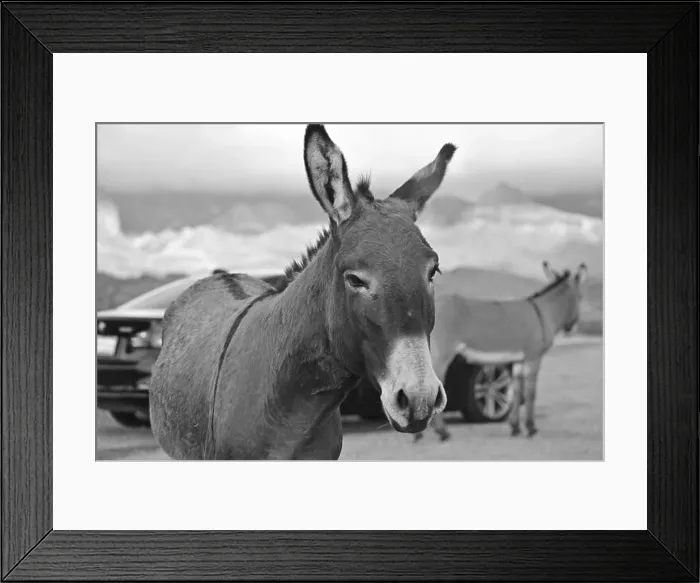 Framed Print : Travel in AZ, the most beautiful history town Oatman, where lives Donkies Framed Print : Travel in AZ, the most beautiful history town Oatman, where lives Donkies