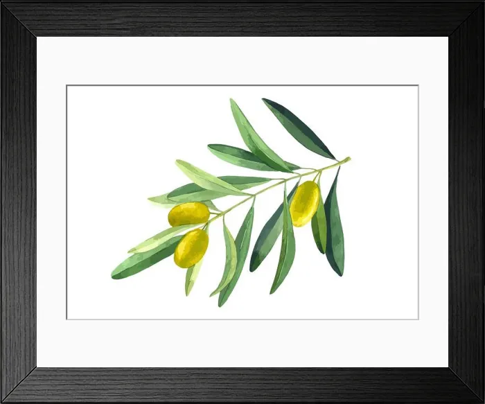 Framed Print : Vector olive branch. Green leavers and fruits. Watercolor botanical hand drawn illustration isolated on white background Framed Print : Vector olive branch. Green leavers and fruits. Watercolor botanical hand drawn illustration isolated on white background
