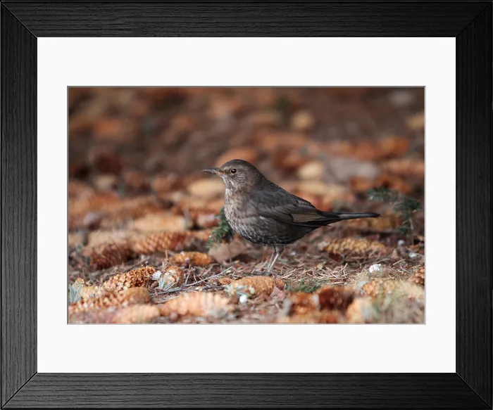 Framed Print : Bird - female blackbird under tree on land Framed Print : Bird - female blackbird under tree on land