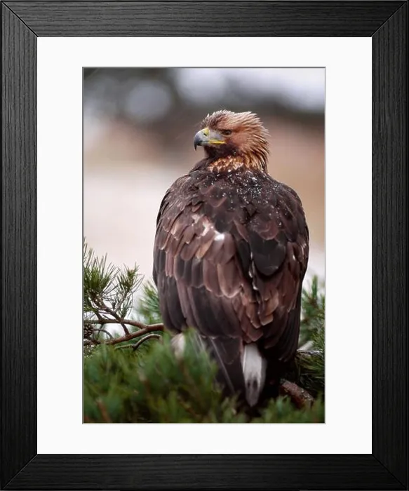 Framed Print : Golden Eagle (Aquila chrysaetos) captive falconer's bird perched in scots pine (Pinus sylvestris) Southern Scotland Framed Print : Golden Eagle (Aquila chrysaetos) captive falconer's bird perched in scots pine (Pinus sylvestris) Southern Scotland