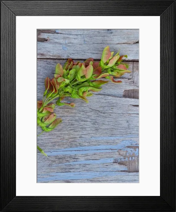 Framed Print : ash branch on wood old background, retro background, space for text, copy space Framed Print : ash branch on wood old background, retro background, space for text, copy space