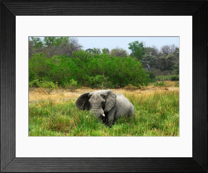 Framed Print : African Elephant, aged bull with worn-out tusks grazing in tall Napier Grass, Moremi National Park, Botswana Framed Print : African Elephant, aged bull with worn-out tusks grazing in tall Napier Grass, Moremi National Park, Botswana