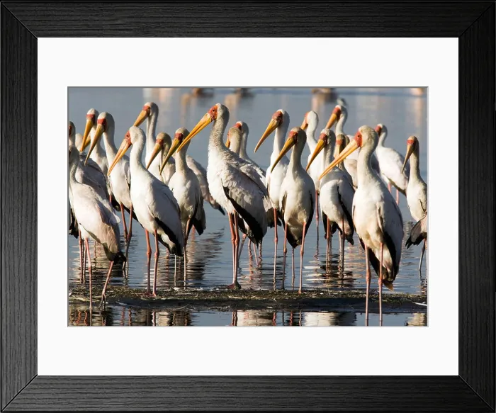 Framed Print : Yellow-Billed Storks - Lake Nakuru National Park, Kenya