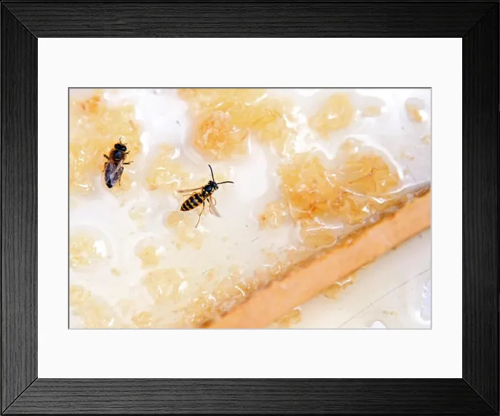 Framed Print : Briescht, Germany, honeybee and wasp sitting on a honeycomb Framed Print : Briescht, Germany, honeybee and wasp sitting on a honeycomb