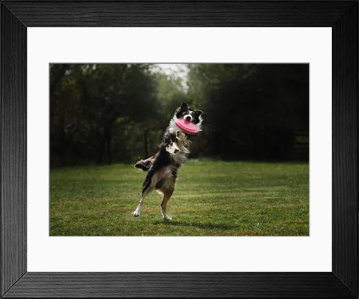 Framed Print : Fluffy border collie of black and white color jumps high and catches special flying plastic disk with mouth Framed Print : Fluffy border collie of black and white color jumps high and catches special flying plastic disk with mouth