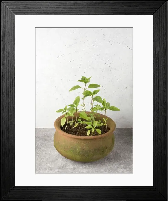 Framed Print : basil plants seedlings in a clay pot, growing healthy culinary herb, home gardening concept with copy space Framed Print : basil plants seedlings in a clay pot, growing healthy culinary herb, home gardening concept with copy space