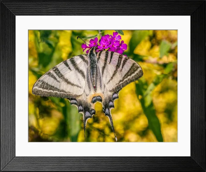 Framed Print : Closeup shot of Sail swallowtail butterfly sitting on buddleia flowers Framed Print : Closeup shot of Sail swallowtail butterfly sitting on buddleia flowers