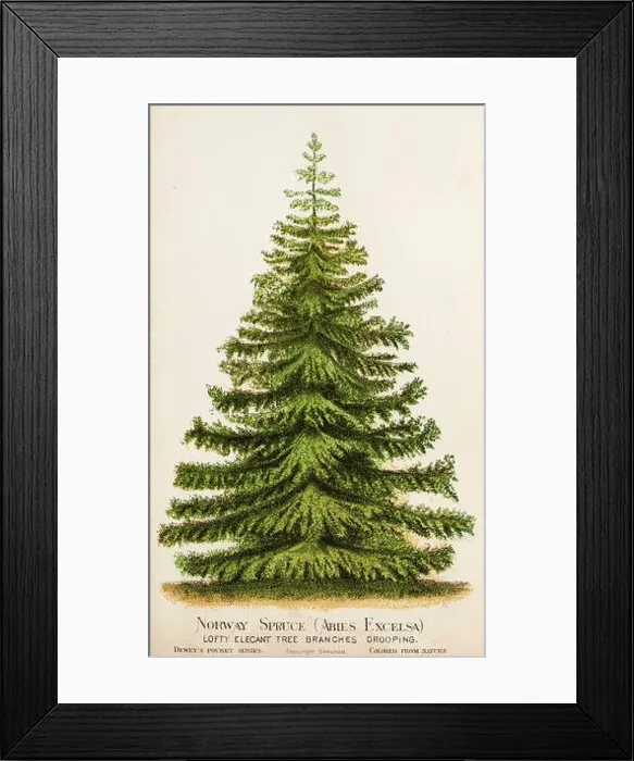 Framed Print : Picea abies, the Norway spruce [Here as Abies Excelsa] or European spruce