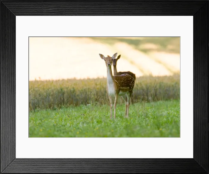 Framed Print : Female Fallow deer Dama dama feeding in wheat field