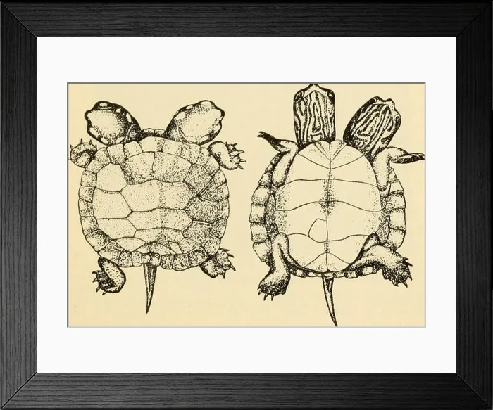 Framed Print : Fig. 21. Upper and lower surfaces of double-headed turtle compared with the usual specimens two to three days old Framed Print : Fig. 21. Upper and lower surfaces of double-headed turtle compared with the usual specimens two to three days old