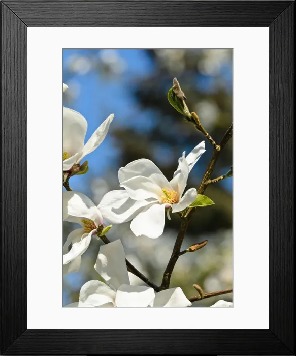 Framed Print : Star magnolia (Magnolia stellata Rosea') Framed Print : Star magnolia (Magnolia stellata Rosea')