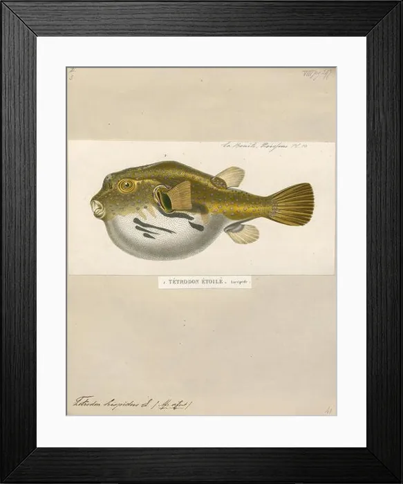 Framed Print : Tetrodon hispidus, Print, 1700-1880 Framed Print : Tetrodon hispidus, Print, 1700-1880