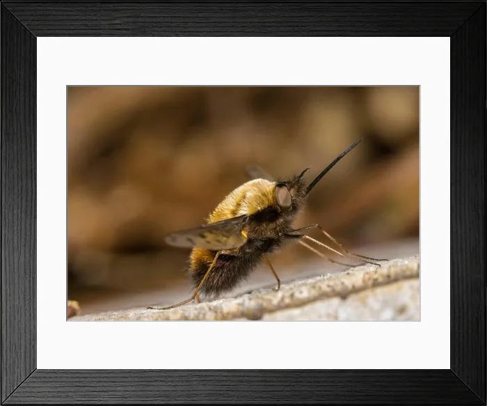 Framed Print : Dotted bee-fly (Bombylius discolor), sits on deadwood, Germany Framed Print : Dotted bee-fly (Bombylius discolor), sits on deadwood, Germany
