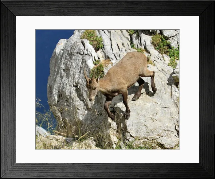Framed Print : Female wild alpine ibex - steinbock portrait