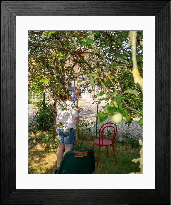 Framed Print : A middle aged woman plucks apples from a tree in her garden Framed Print : A middle aged woman plucks apples from a tree in her garden
