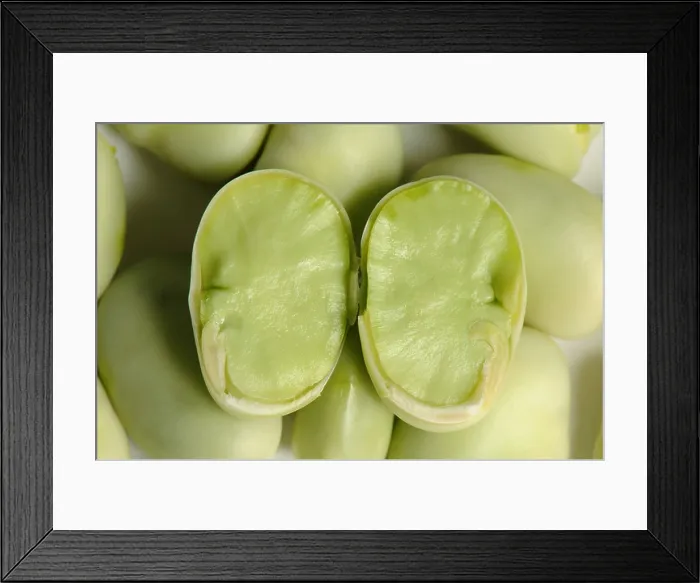 Framed Print : Sectioned broad bean seed showing internal structure Framed Print : Sectioned broad bean seed showing internal structure