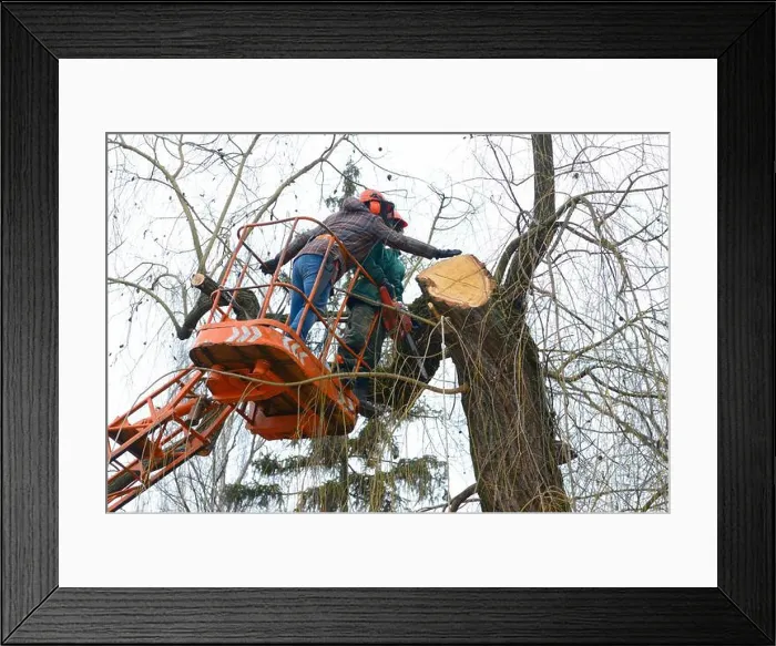 Framed Print : Arborists cut branches of a tree with chainsaw using truck-mounted lift. Kiev, Ukraine Framed Print : Arborists cut branches of a tree with chainsaw using truck-mounted lift. Kiev, Ukraine