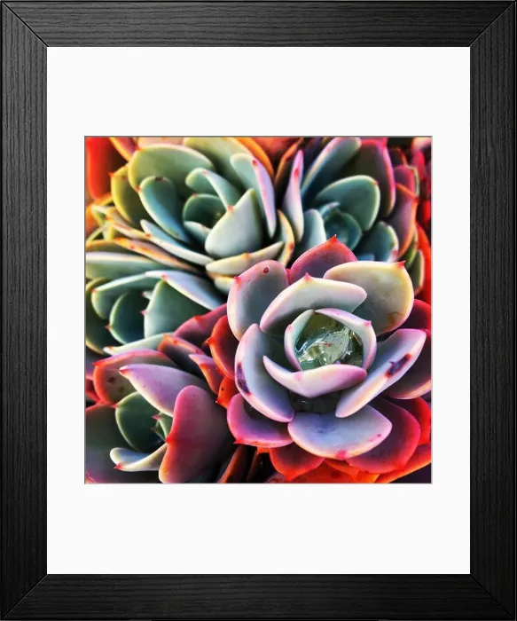 Framed Print : Succulent plants Framed Print : Succulent plants