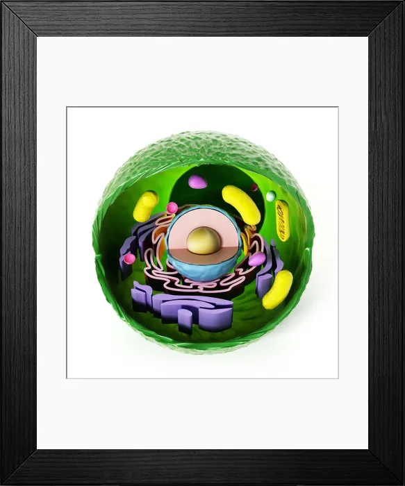 Framed Print : Animal cell anatomy isolated on white background. 3D illustration Framed Print : Animal cell anatomy isolated on white background. 3D illustration