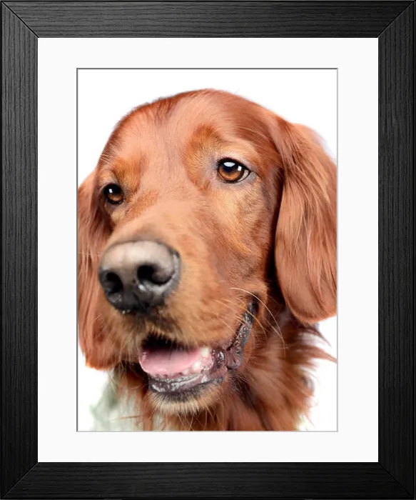 Framed Print : english setter portrait in a white photo studio Framed Print : english setter portrait in a white photo studio