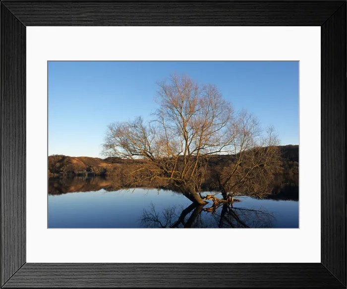 Framed Print : Tree in Oder River, Lower Oder Valley National Park, Germany Framed Print : Tree in Oder River, Lower Oder Valley National Park, Germany
