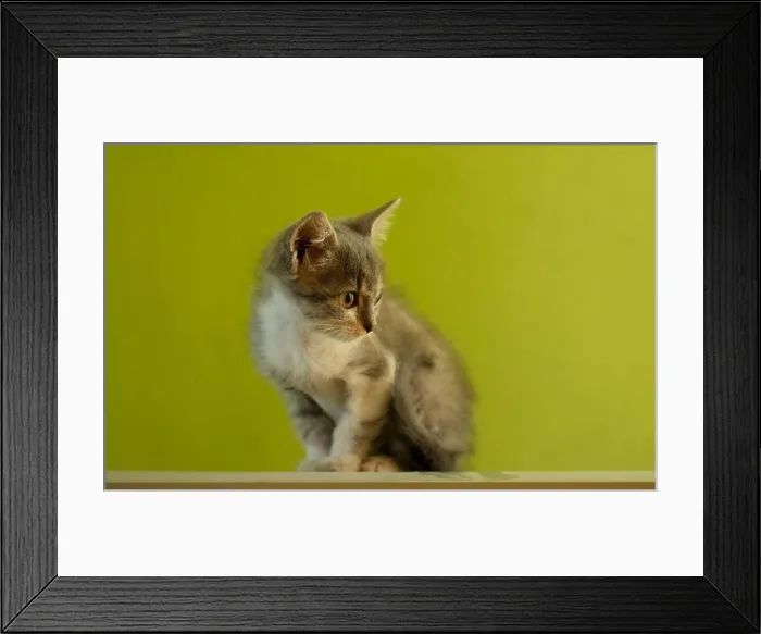 Framed Print : Amazement gray and white cat lying Framed Print : Amazement gray and white cat lying