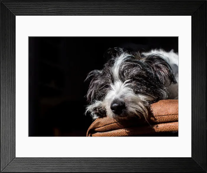 Framed Print : a black and white dog (cross between Jack Russell and Bichon Frise ) relaxes in a shaft of light while resting on a sofa Framed Print : a black and white dog (cross between Jack Russell and Bichon Frise ) relaxes in a shaft of light while resting on a sofa