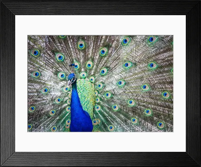 Framed Print : Splendid peacock with feathers out (Pavo cristatus) (shallow DOF color toned image) Framed Print : Splendid peacock with feathers out (Pavo cristatus) (shallow DOF color toned image)