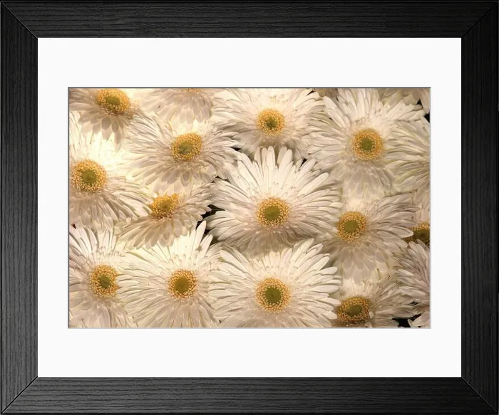 Framed Print : Gerberas at Flower market in Zagreb, Croatia Framed Print : Gerberas at Flower market in Zagreb, Croatia