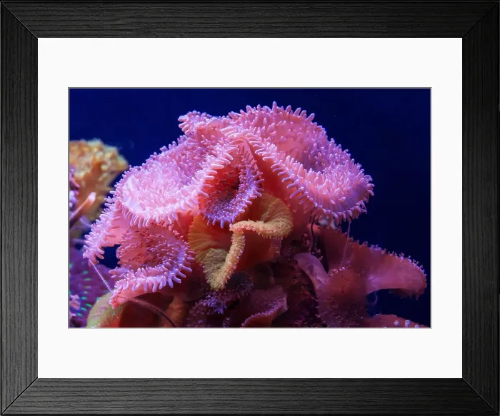 Framed Print : Aquarium coral reef Framed Print : Aquarium coral reef